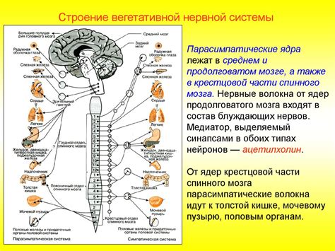 Как определить тип нервной системы у ребенка