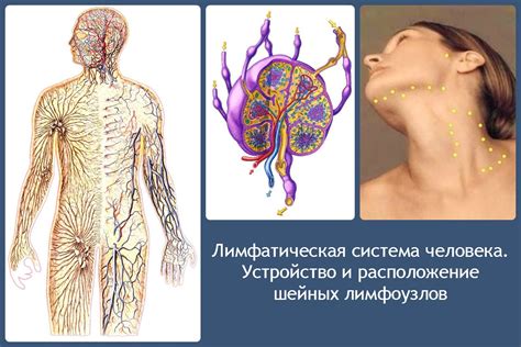 Как определить увеличенный лимфоузел?