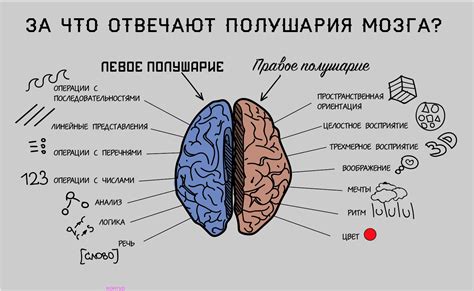 Как полушария мозга влияют на коммуникацию и общение