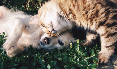 Как помочь коту и кошке стать друзьями