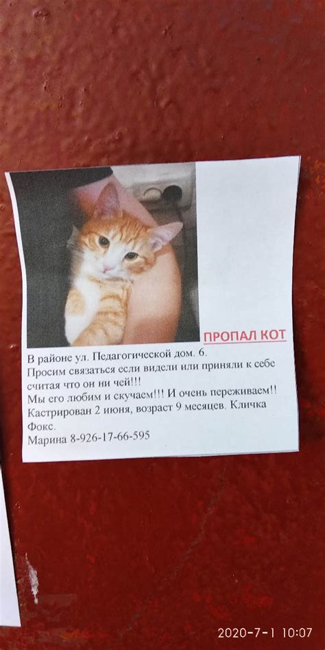 Как понять значимость сна о пропаже кота