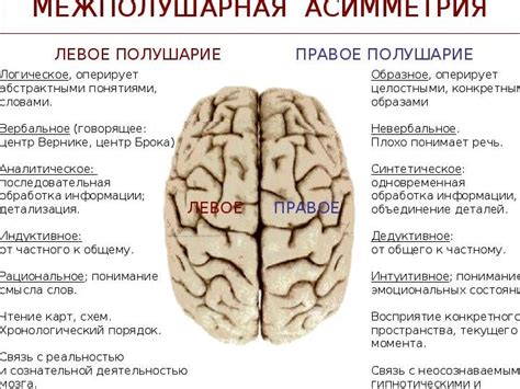 Как понять и использовать различия полушарий мозга в повседневной жизни