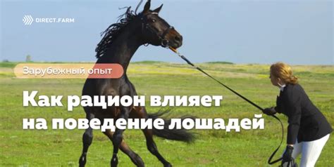 Как похищение уставших лошадей влияет на животных