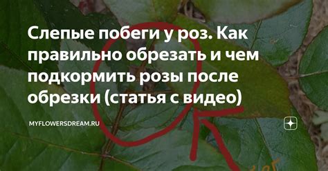 Как правильно выбирать побеги для обрезки