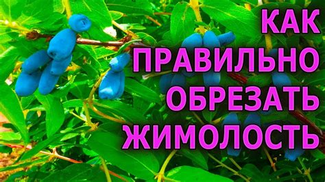 Как правильно обрезать жимолость?