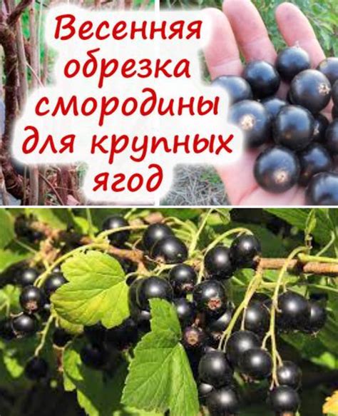 Как правильно обрезать кусты смородины?