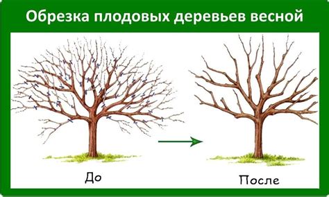 Как правильно обрезать плодовые деревья осенью в Подмосковье