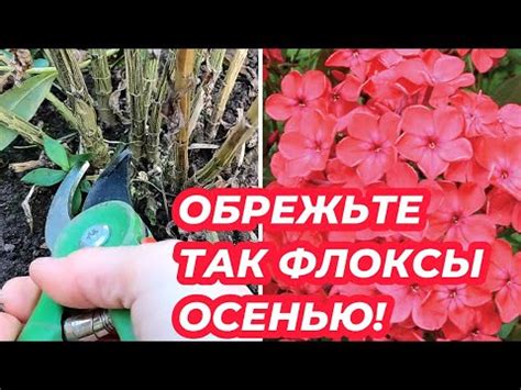 Как правильно обрезать флоксы