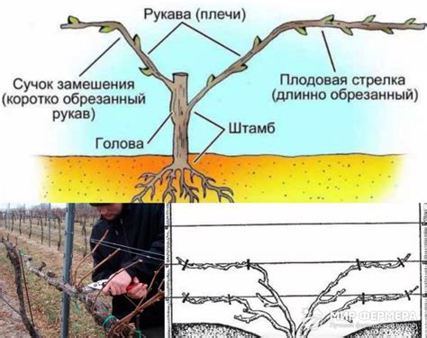 Как правильно окапывать виноград?