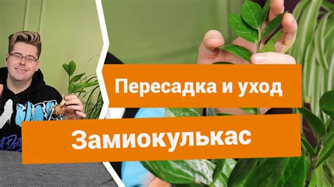 Как правильно пересаживать