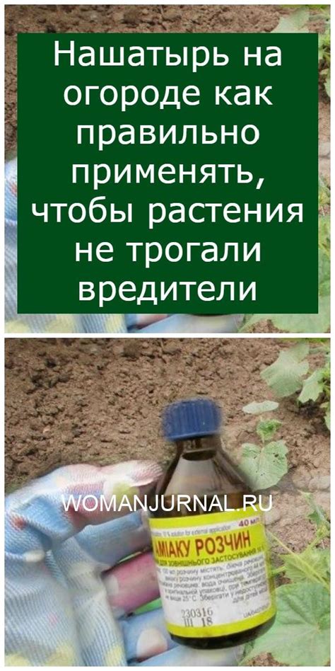 Как правильно применять голубиний помет на огороде