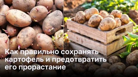 Как правильно хранить картофель, чтобы избежать его зеленения