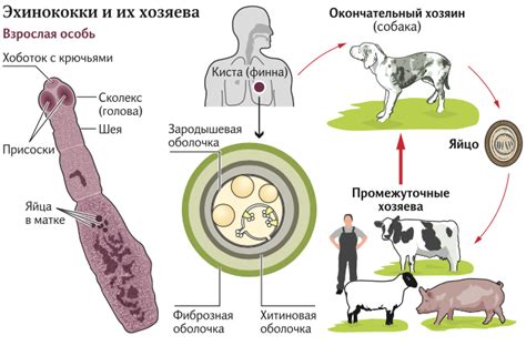 Как происходит заражение человека зеленой плесенью?