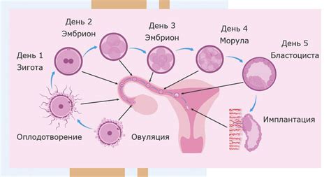 Как противозачаточные влияют на созревание яйцеклетки?