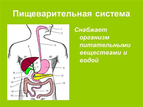 Как работает организм