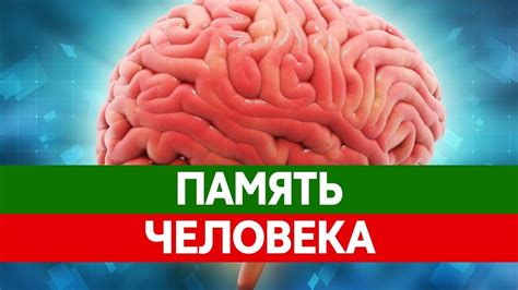 Как работает память человека: основные принципы