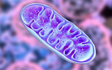 Как работают митохондрии в организме человека: основные функции