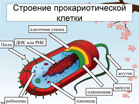 Как работают рибосомы в прокариотической клетке?