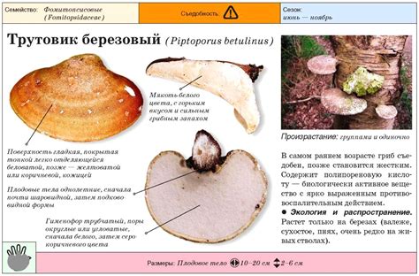 Как распознать гриб трутовика на орехе