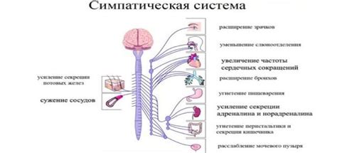 Как срочно они влияют на органы и системы?