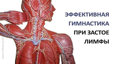 Как увеличить отток лимфы в руках: 10 проверенных методов