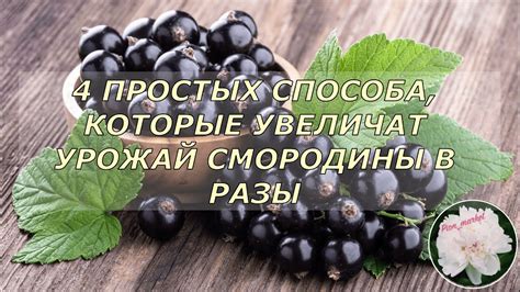 Как увеличить урожай черной смородины: правила обрезки