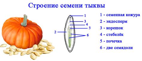 Как удалить оболочку семечек тыквы