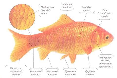 Как узнать пол рыбы золотой: методы и признаки