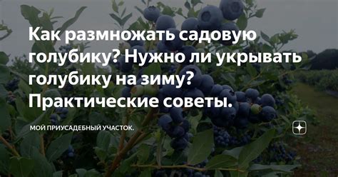 Как укрывать голубику на зиму