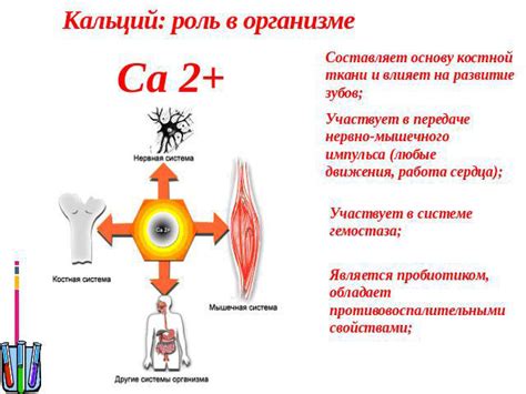 Кальций и его функции в организме