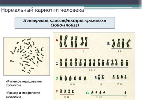 Кариотип и его значение в определении количества хромосом