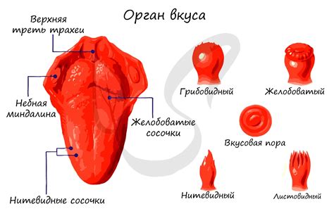 Качество пара и вкуса