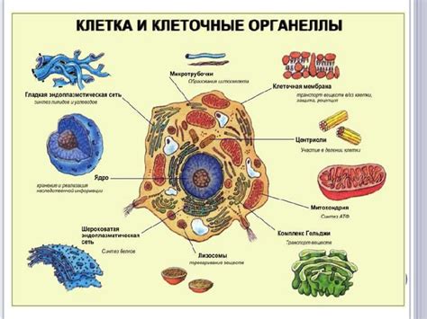 Клетки как основа