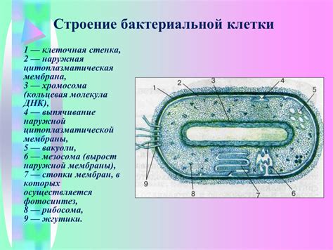 Клеточная стенка бактериальной клетки: существует ли?