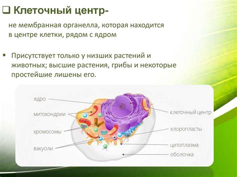 Клеточный центр в растительной клетке: наличие и функции