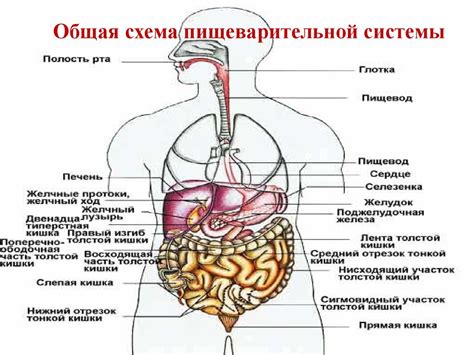 Клетчатка и пищеварительная система