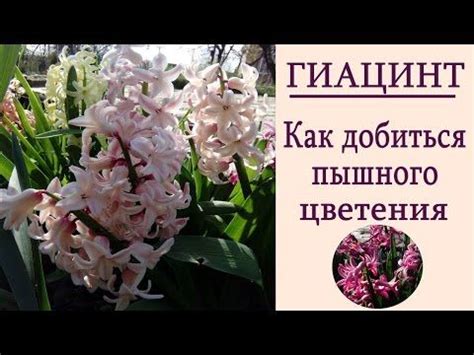 Климатические условия и возможный срок цветения гиацинтов