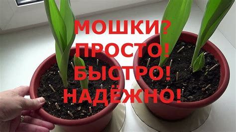 Клопы в цветочных горшках