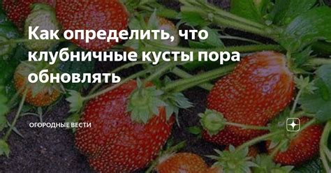 Клубничные кусты: на что обратить внимание при удобрении в сентябре?