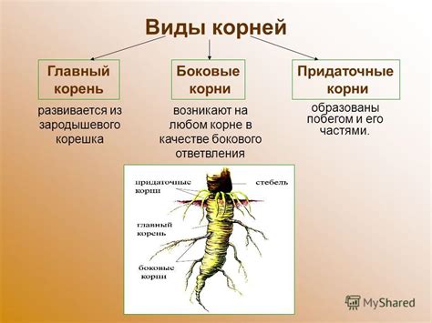 Когда возникают корни