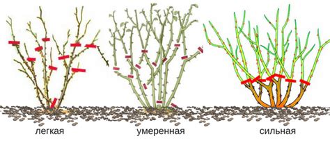 Когда и как правильно обрезать медуницу для зимы