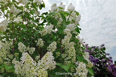 Когда и как сажать сидерейнскую сирень