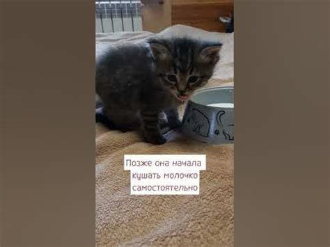 Когда кошка начинает кормить котят