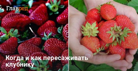 Когда лучше пересаживать клубнику в Сибири: осенью или весной?