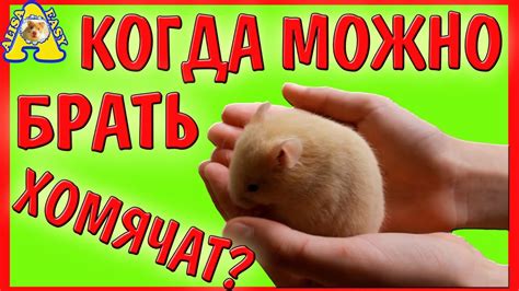 Когда можно начать брать в руки котят?