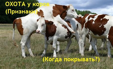 Когда начинается охота коровы