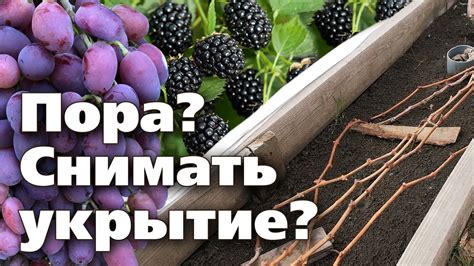 Когда нужно убирать укрытие с вейгелы?