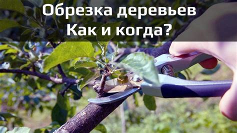 Когда обрезать деревья на зиму?