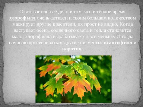 Когда опадают листья у клена: сентябрь или октябрь?