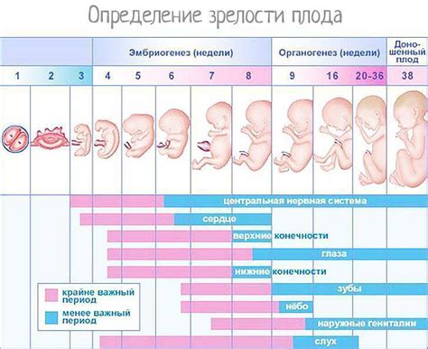 Когда рождаются девочки: естественные факторы